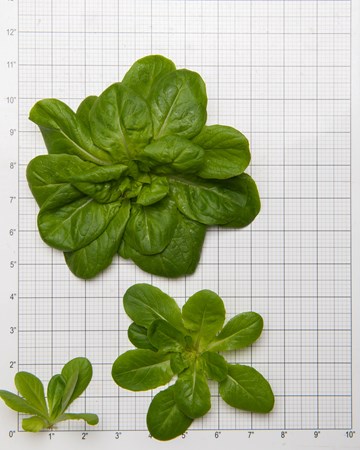 Lettuce-Rosettes-Green-Size-Grid