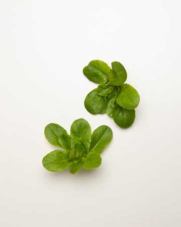 Lettuce-Rosettes-Green-Ultra