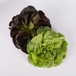 Lettuce Rosettes