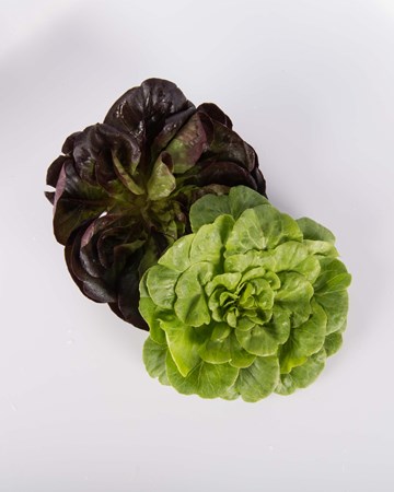 Lettuce-Mixed-Rosette-Baby-Isolated