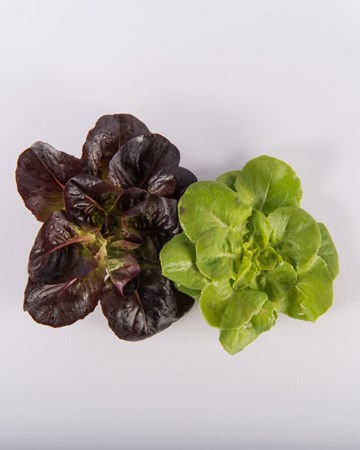 Lettuce-Rosette-Mixed-Ultra