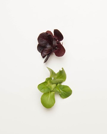 Mixed-Rosettes-Petite