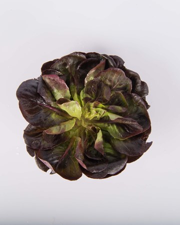 Lettuce-Red-Rosette-Baby-Isolated