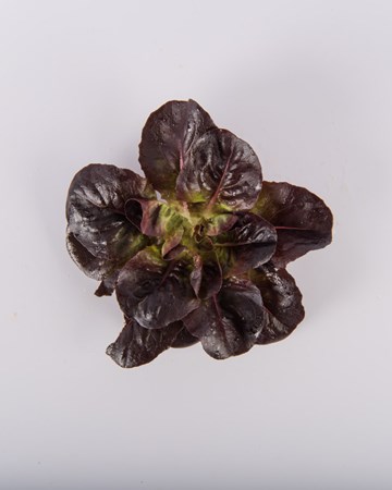 Lettuce-Rosette-Red-Ultra
