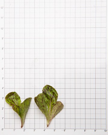 Lettuce-Speckled-Density-Ultra-Size-Grid
