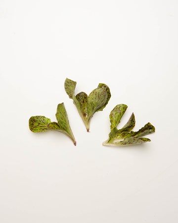 Lettuce-Speckled-Density-Ultra