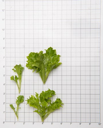 Lettuce-Tango-Green-Size-Grid