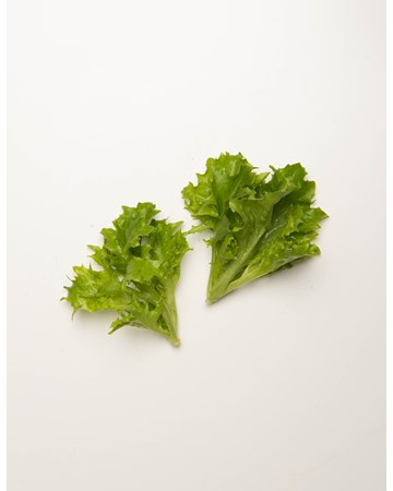 Green Tango Lettuce Deliciously Tangy Flavored Stalks The