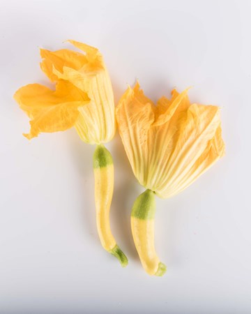 zephyr zucchini yellow green zucchini with almond flavor the