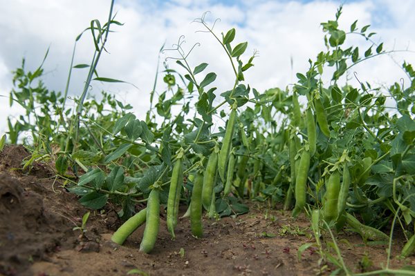 English-Peas-1-of-1-3-resize.jpg
