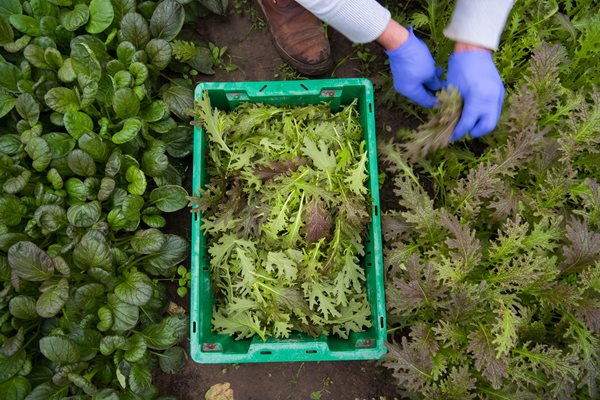 Asian-Greens-1-of-1.jpg