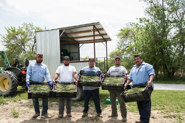Asparagus Harvest Team