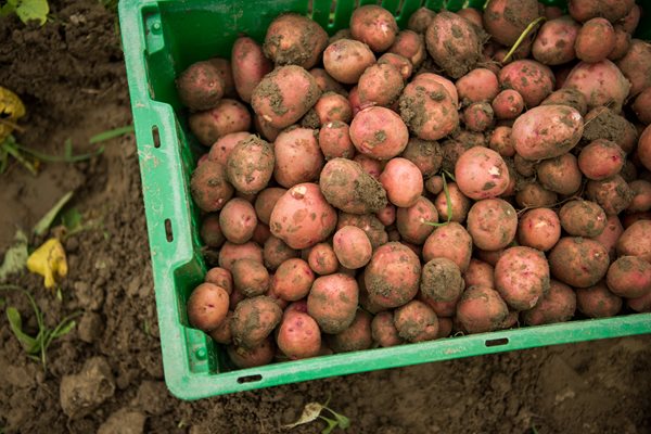 Potatoes Harvested with Soil