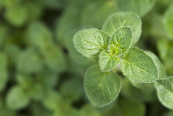 Greek Oregano