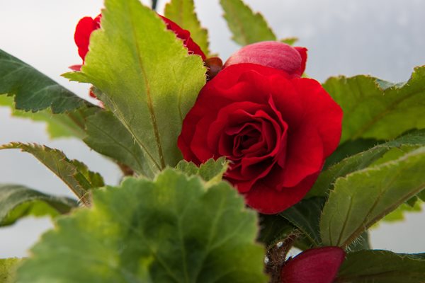 Sangria Begonia Blooms