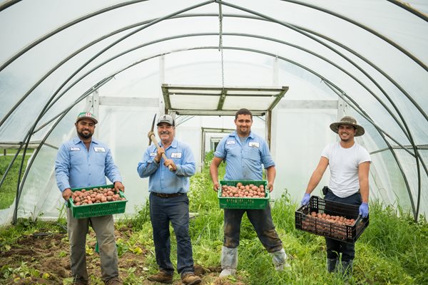 Potato Harvest CREW