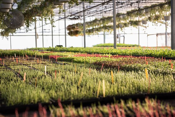 Greenhouse