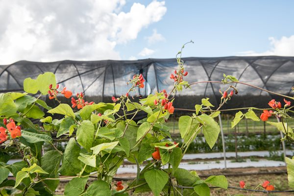 Bean Blooms Growing