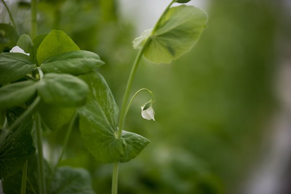White Pea Blossom