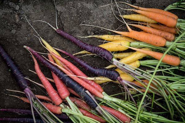 Carrots on Soil