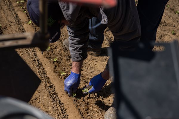 Hand Planting in Spring