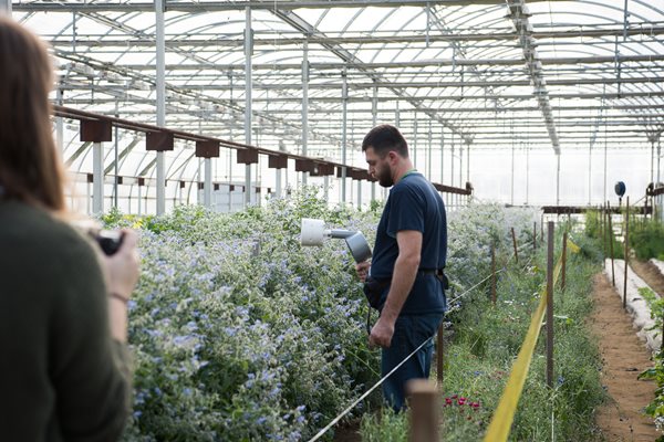 Beneficial Insects Natural Pest Control In Our Greenhouses The Chef S Garden