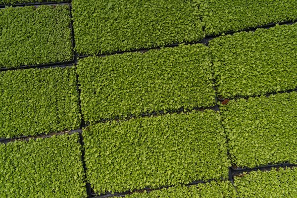 Microgreen Celery