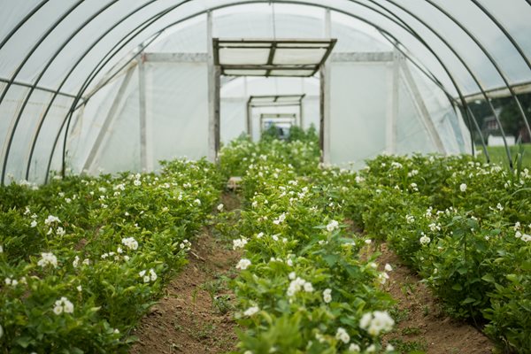 Potato Plants
