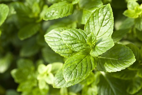 English Mint