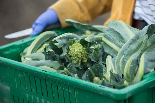 Harvest