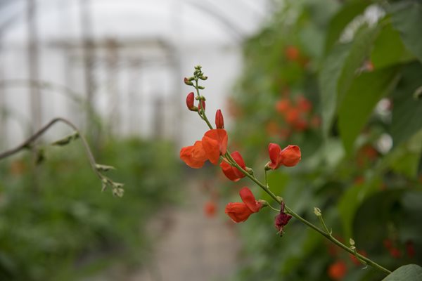 Red Runner Bean Blooms