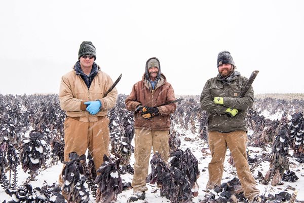 Winter Brussels Sprout Harvesting