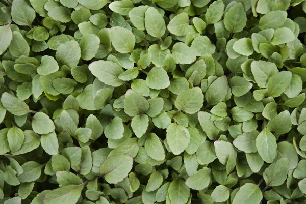 Lemon Bergamot