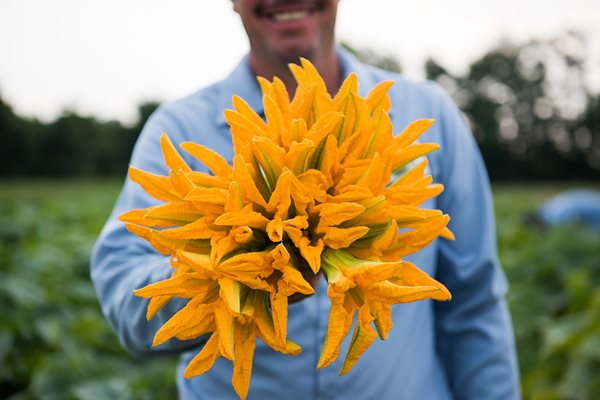 Squash Blossoms