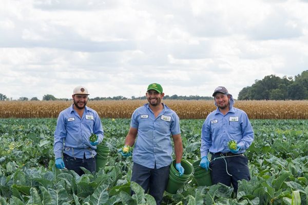 Team Harvesting Cauliflower