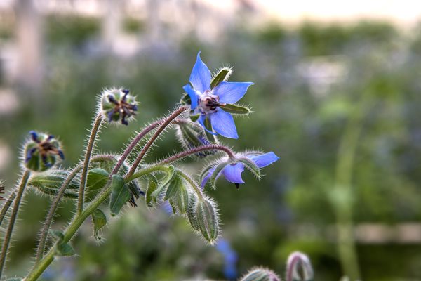 Borage Bloom