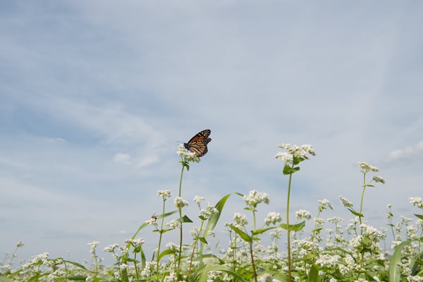 Monarch Butterfly