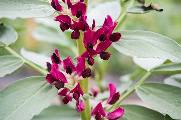Red Fava Blooms