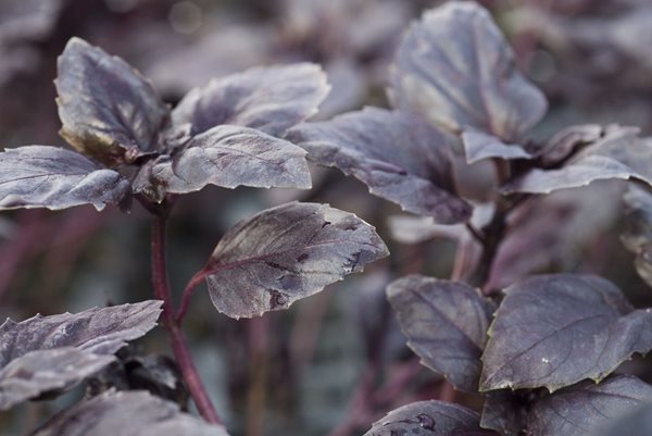 Opal Basil