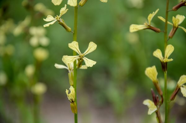 Bowtie Arugula Blooms