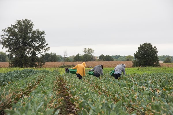 Cauliflower Harvest