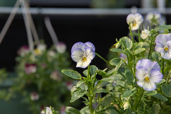 Edible Violas