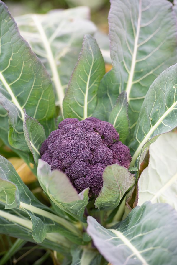 What Is Purple Broccoli? Health Benefits & Why Use It