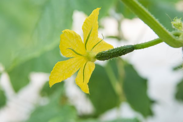 Cuke with Bloom