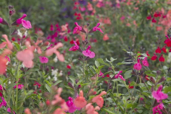 Autumn Sage