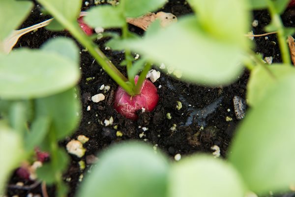 Petite Cherry Bomb Radish