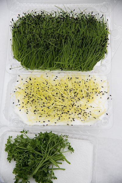 microgreens