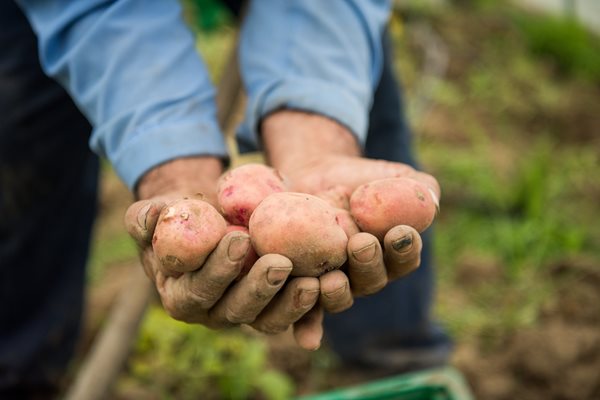 Potatoes in Hand