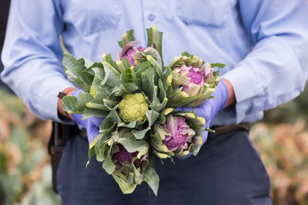 Mixed Cauliflower