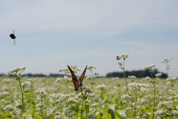 Monarch Butterfly and Bumble Bee